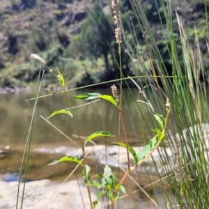 Persicaria decipiens at Kambah, ACT - 28 Feb 2024