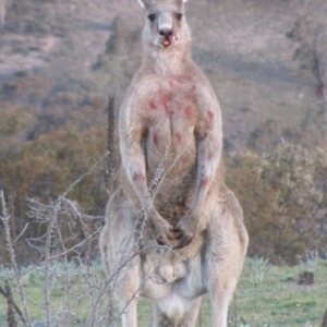 Macropus giganteus at Theodore, ACT - 8 Oct 2009 05:11 PM