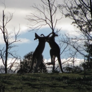 Macropus giganteus at Theodore, ACT - 8 Oct 2009 05:11 PM