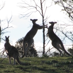 Macropus giganteus at Theodore, ACT - 8 Oct 2009 05:11 PM