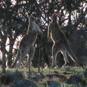 Macropus giganteus at Theodore, ACT - 8 Oct 2009 05:11 PM