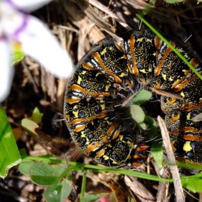 Apina callisto (Pasture Day Moth) at Strathnairn, ACT - 19 Aug 2024 by Kurt