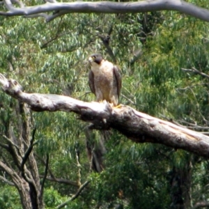 Falco peregrinus at Ettrema, NSW - 4 Feb 2013