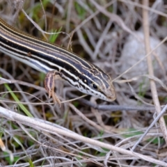 Ctenotus taeniolatus (Copper-tailed Skink) at Strathnairn, ACT - 19 Aug 2024 by Kurt