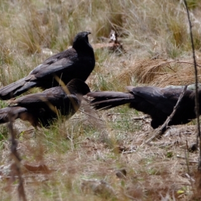 Corcorax melanorhamphos (White-winged Chough) at Strathnairn, ACT - 19 Aug 2024 by Kurt