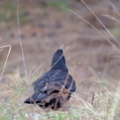 Corcorax melanorhamphos at Strathnairn, ACT - 19 Aug 2024 01:48 PM