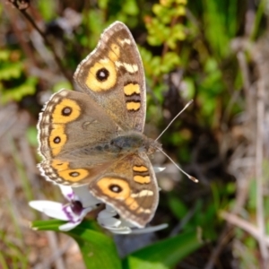 Junonia villida at Strathnairn, ACT - 19 Aug 2024