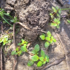 Ludwigia palustris at Kambah, ACT - 28 Feb 2024