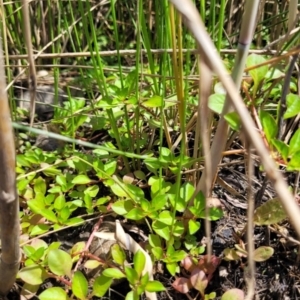 Ludwigia palustris at Kambah, ACT - 28 Feb 2024