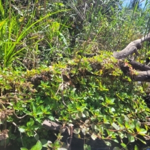 Ludwigia palustris at Kambah, ACT - 28 Feb 2024