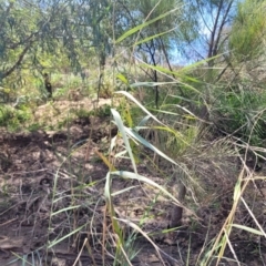 Phragmites australis (Common Reed) at Kambah, ACT - 28 Feb 2024 by Angelanspeary