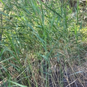 Phragmites australis at Kambah, ACT - 28 Feb 2024 01:44 PM