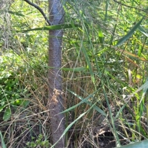 Phragmites australis at Kambah, ACT - 28 Feb 2024 01:50 PM