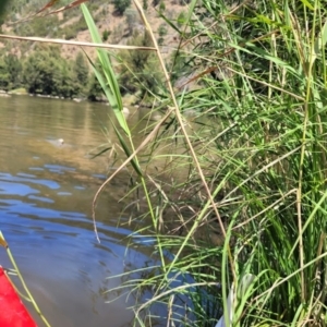 Phragmites australis at Kambah, ACT - 28 Feb 2024 01:54 PM