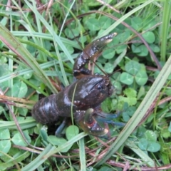 Cherax destructor at Rendezvous Creek, ACT - 3 Nov 2012 by MB