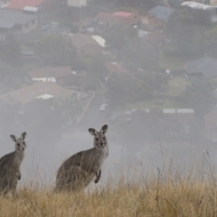 Macropus giganteus (Eastern Grey Kangaroo) at Theodore, ACT - 2 Jun 2012 by MB