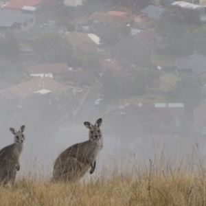 Macropus giganteus at Theodore, ACT - 2 Jun 2012