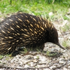 Tachyglossus aculeatus (Short-beaked Echidna) at Googong, NSW - 12 Oct 2012 by MB