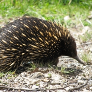 Tachyglossus aculeatus at Googong, NSW - 13 Oct 2012 10:13 AM