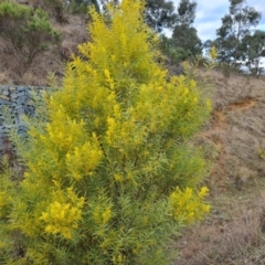 Acacia rubida (Red-stemmed Wattle, Red-leaved Wattle) at Kambah, ACT - 19 Aug 2024 by Mike