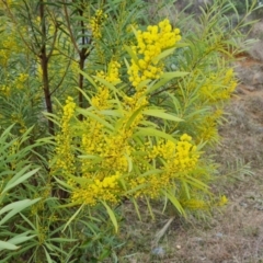 Acacia rubida at Kambah, ACT - 19 Aug 2024