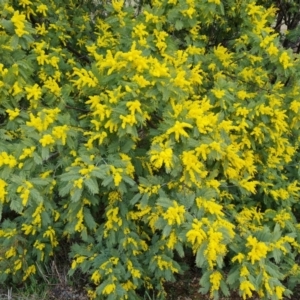 Acacia dealbata at Kambah, ACT - 19 Aug 2024