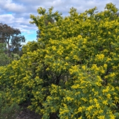 Acacia dealbata at Kambah, ACT - 19 Aug 2024