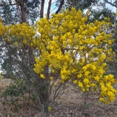 Acacia buxifolia subsp. buxifolia (Box-leaf Wattle) at Kambah, ACT - 19 Aug 2024 by Mike