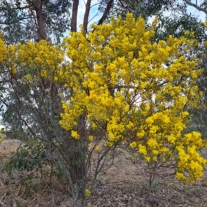 Acacia buxifolia subsp. buxifolia at Kambah, ACT - 19 Aug 2024