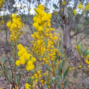 Acacia buxifolia subsp. buxifolia at Kambah, ACT - 19 Aug 2024 04:19 PM