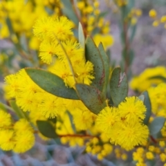 Acacia buxifolia subsp. buxifolia at Kambah, ACT - 19 Aug 2024