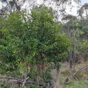 Ligustrum lucidum at Kambah, ACT - 19 Aug 2024 04:16 PM