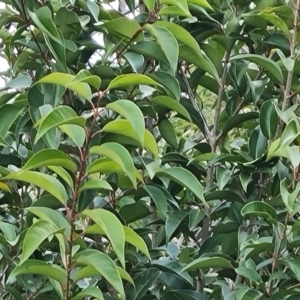 Ligustrum lucidum at Kambah, ACT - 19 Aug 2024 04:16 PM