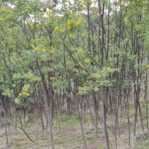 Acacia dealbata at Kambah, ACT - 19 Aug 2024