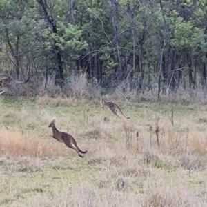 Macropus giganteus at Kambah, ACT - 19 Aug 2024 04:08 PM