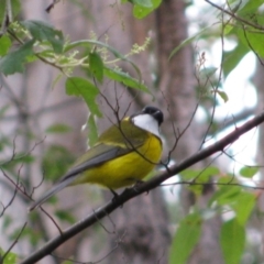 Pachycephala fuliginosa (Western Whistler) at Carlotta, WA - 20 Jul 2012 by MB