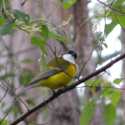 Pachycephala fuliginosa (Western Whistler) at Carlotta, WA - 20 Jul 2012 by MB