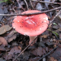 Unidentified Fungus at Nannup, WA - 18 Jul 2012 by MB