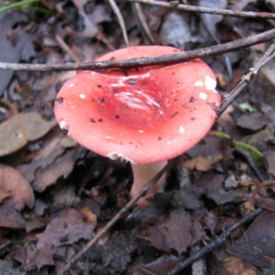 Russula sp. (genus) (Russula) at Nannup, WA - 19 Jul 2012 by MB
