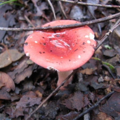 Unidentified Fungus at Nannup, WA - 18 Jul 2012 by MB