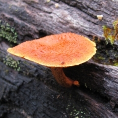 Unverified Fungus at Nannup, WA - 19 Jul 2012 by MB