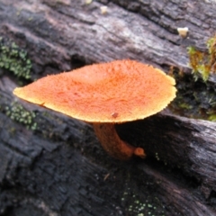 Unidentified Fungus at Nannup, WA - 18 Jul 2012 by MB