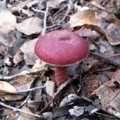 Unidentified Fungus at East Nannup, WA - 18 Jul 2012 by MB