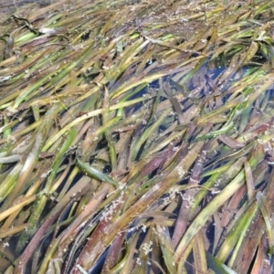 Vallisneria australis at Kambah, ACT - 28 Feb 2024