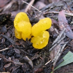 Unidentified Fungus at Donnelly River, WA - 19 Jul 2012 by MB