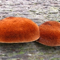 Unidentified Fungus at Donnelly River, WA - 19 Jul 2012 by MB