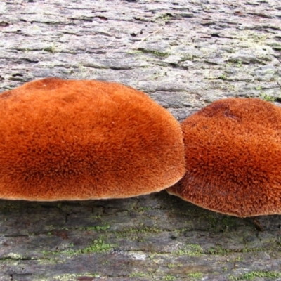 Unidentified Fungus at Donnelly River, WA - 19 Jul 2012 by MB