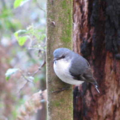 Eopsaltria georgiana (White-breasted Robin) at Glenoran, WA - 21 Jul 2012 by MB