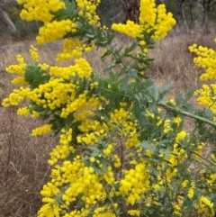 Acacia baileyana at Hackett, ACT - 18 Aug 2024 01:56 PM