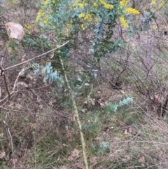 Acacia baileyana (Cootamundra Wattle, Golden Mimosa) at Hackett, ACT - 18 Aug 2024 by waltraud